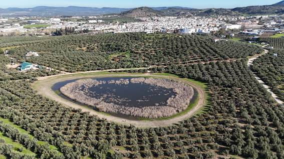 Humedales en paisajes agrícolas: cuando la conservación depende del territorio